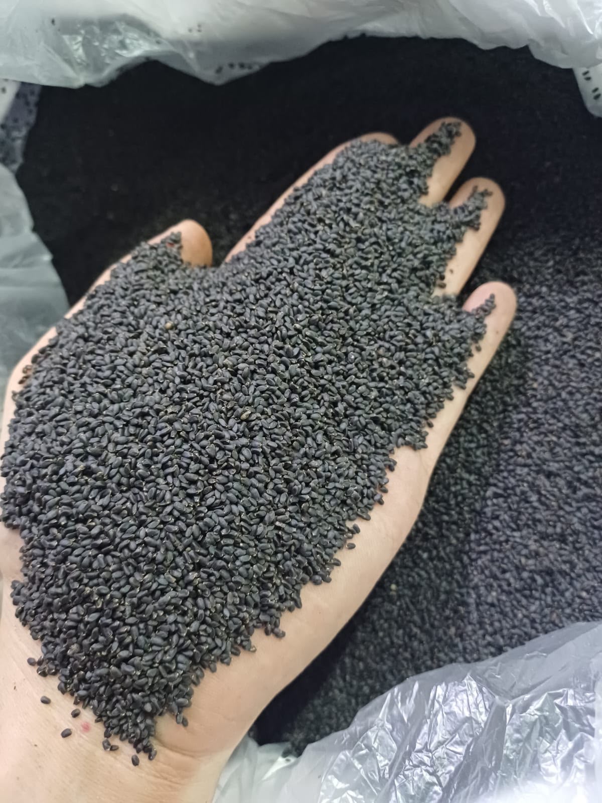 WhatsApp Image 2026-07-18 at 6.50.02 PM (1) basil seeds | Shan Impex